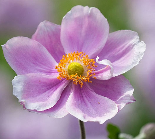 L'Anemone 'Loreley' è una varietà di anemone ibrida con fiori rosa-malva a forma affusolata che sbocciano in estate e all'inizio dell'autunno. La pianta raggiunge un'altezza compresa tra 60 e 90 cm, presenta foglie verde scuro lobate e prospera in posizioni parzialmente ombreggiate con terreno ben drenato. Spesso utilizzata in giardini perenni, bordure e aiuole miste, 'Loreley' aggiunge un tocco di colore e grazia al giardino. La manutenzione è generalmente semplice.