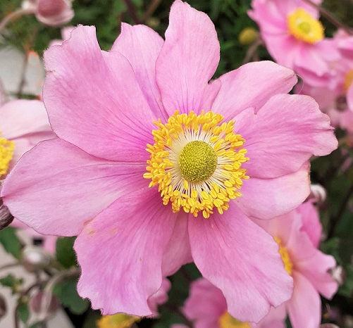 L'Anemone 'Serenade' è in vendita in vaso da 14 cm, noto per la fioritura abbondante con fiori affusolati di colore rosa intenso in estate o all'inizio dell'autunno. Con un'altezza di 60-90 cm, è ideale per bordure e aiuole, con foglie verde scuro lobate che creano un bel contrasto. Preferisce terreni ben drenati e cresce bene in posizioni parzialmente ombreggiate, spesso coltivato in giardini perenni per aggiungere colore e interesse a fine stagione.