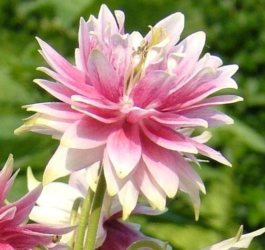 L'Aquilegia Nora Barlow è una varietà di colombina apprezzata per i suoi fiori unici e attraenti, che variano dal rosa al rosso. I fiori hanno una forma distintiva a campana o a lira e fioriscono in primavera. La pianta raggiunge un'altezza di circa 45-60 centimetri, ha foglie verdi palmate e si adatta a suoli ben drenati. È ideale per bordure, aiuole o fioriere in aree soleggiate. La manutenzione richiede irrigazione regolare e una leggera potatura dopo la fioritura.