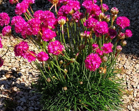 Armeria maritima ‘Rubrifolia’ in fiore, pianta tappezzante dai fiori fuxia e foglie rosso-brune per giardini rocciosi