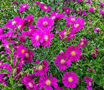 Aster novi belgii colore fuxia, pianta perenne molto robusta e rustica. Fiorisce a settembre e in ottobre altezza cm 60/80. Aster novi belgii vaso 14 cm