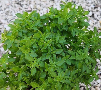 Basilico Greco compatto con foglie piccole e profumate, pianta aromatica ornamentale per vasi e cucina mediterranea.