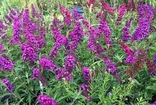 buddleja-blue-chip-arbusto-nano-fiori-blu