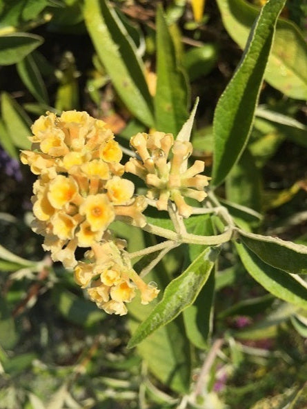 Buddleja x weyeriana ‘Sungold’, arbusto ornamentale con fiori giallo oro profumati che attirano farfalle
