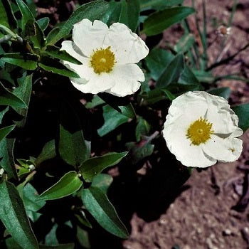 Cistus laurifolius, arbusto sempreverde mediterraneo con foglie simili all’alloro e grandi fiori bianchi