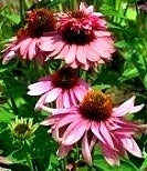 L'Echinacea purpurea Doppeldecker Vaso 14 cm, è una cultivar di Echinacea, una pianta perenne appartenente alla famiglia delle Asteraceae. Questa cultivar è nota per i suoi fiori di colore viola-rosa a forma di cono che sbocciano in estate. Le foglie di questa pianta sono verde scuro e hanno una forma allungata.