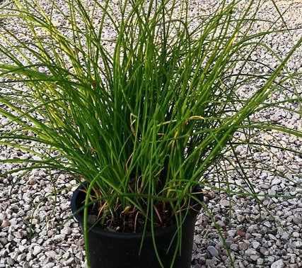 Erba cipollina (Allium schoenoprasum) in fiore con fiori lilla e steli verdi sottili, ideale per cucina ed orti aromatici.