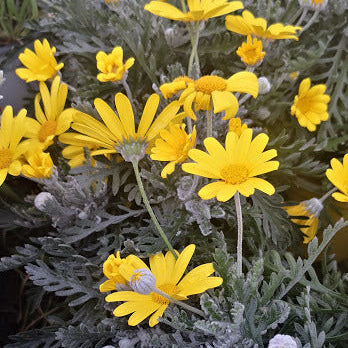 Euryops pectinatus in vendita, noto anche come resina di margherita, è una pianta perenne originario del Sudafrica. È amato per i suoi fiori gialli brillanti e la sua resistenza alle condizioni ambientali difficili, rendendolo una scelta popolare per il paesaggismo ornamentale in climi caldi e mediterranei.