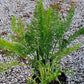 finocchio selvatico finocchietto pianta aromatica foeniculum vulgare coltivazione orto giardino vaso