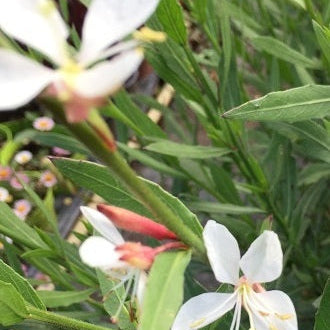 Vendita Gaura lindheimeri bianca in vaso 14 cm, è una pianta ornamentale con fiori bianchi e steli eleganti.