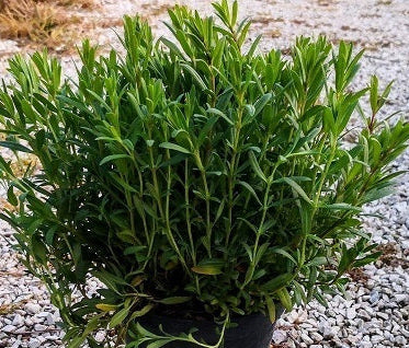 Issopo (Hyssopus officinalis) in fiore, pianta aromatica perenne dal profumo balsamico, ideale per tisane, giardini rustici e bordure profumate.