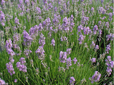 La Lavanda angustifolia "Ashdown Forest" è una varietà di lavanda caratterizzata da fusti eretti e compatti, con foglie lineari e aromatiche di colore grigio-verde. I suoi fiori appaiono in spighe cilindriche e portano una tonalità di viola profondo. Questa lavanda è apprezzata per il suo profumo ricco e rilassante e la sua capacità di attirare api e farfalle. "Ashdown Forest" è ideale per bordure, aiuole e giardini profumati, ed è una delle varietà di lavanda più popolari per scopi ornamentali e aromatici.