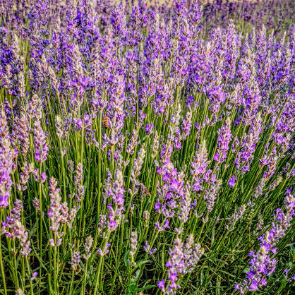 vendita lavanda, vendita piante di lavanda
