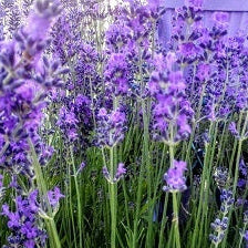 Lavanda angustifolia ‘Middachten’ in fiore, lavanda vera perenne dai fiori blu profumati per bordure e giardini mediterranei