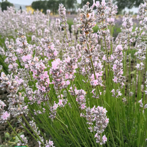 Vendita Lavandula angustifolia "Rosea" . Piante di lavanda vendita online. Lavanda rosea è una varietà di lavanda dalle delicate tonalità rosa dei fiori, che la distinguono dalle varietà tradizionali con fiori viola. Questa pianta aromatica emana un profumo fresco e rilassante ed è ampiamente coltivata per l'uso in giardini, bordure e per scopi aromatici. È nota per attirare api e farfalle, contribuendo alla biodiversità del giardino.