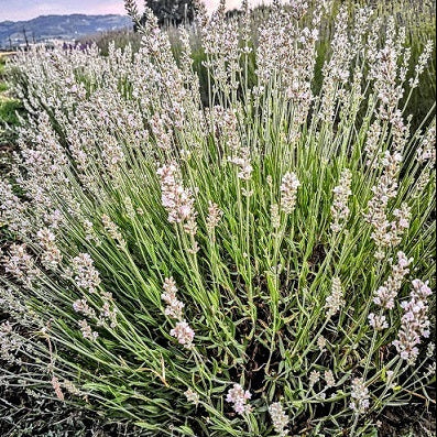La Lavandula angustifolia 'Saint Jean' è nota per i suoi fiori di un delicato colore rosa pallido. Questa varietà di lavanda emana il classico profumo aromatico della lavanda ed è una scelta popolare per giardini, bordure e aiuole grazie alla sua bellezza ornamentale. La 'Saint Jean' è ampiamente apprezzata per i suoi fiori rosa pallido, che aggiungono una nota di colore morbido e romantica all'ambiente esterno, e può ancora attirare insetti benefici come api e farfalle.