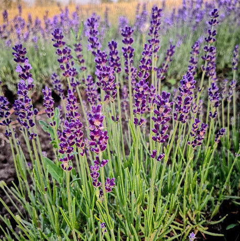 Lavanda Angustifolia Sophia Cespuglio sempreverde di dimensioni molto contenute, con steli abbastanza corti, colore blu molto, molto scuri, è molto profumata è adatta anche balcone o bordure meglio se a gruppi di 2/3 Raggiunge cm 30/40 di diametro e 50 cm in altezza in piena fioritura, è molto profumata, i fiori sono adatti anche per tisane, è resistente sia al caldo che al freddo. Le lavande odiano i ristagni ma in balcone in estate vanno annaffiate. 