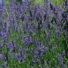 Lavanda intermedia ‘Impress Purple’ in fiore, lavanda perenne dai fiori viola scuro e profumo intenso per giardini mediterranei