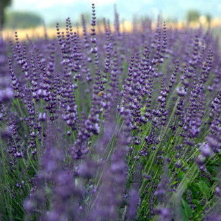 Lavanda intermedia 'Julien' . Piante di lavanda vendita. Piante di lavanda vendita online. Cespuglio sempreverde, per zone soleggiate di dimensioni medie, con steli lunghi, colore viola/blu, profumata ha la spiga lunga e appuntita, da mettere in giardino in posizione soleggiata, meglio se in gruppi da 3 si può mettere anche in terrazzo in vaso in vasi abbastanza grandi almeno diametro 35 cm. 