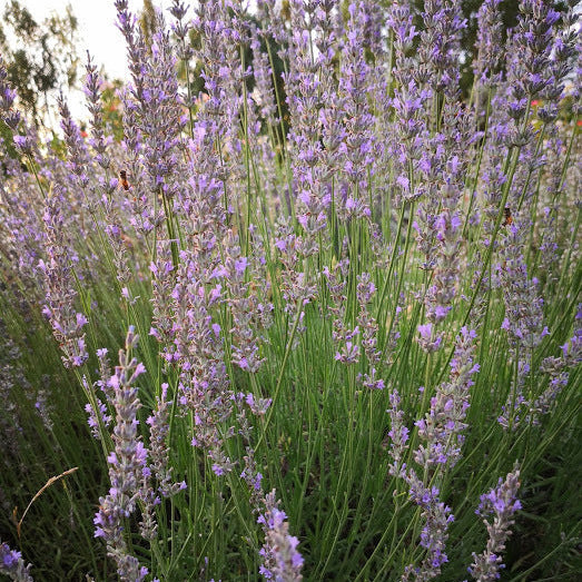 Lavanda intermedia ‘Seal’ in fiore, lavanda perenne dai fiori viola profumati per bordure e giardini mediterranei