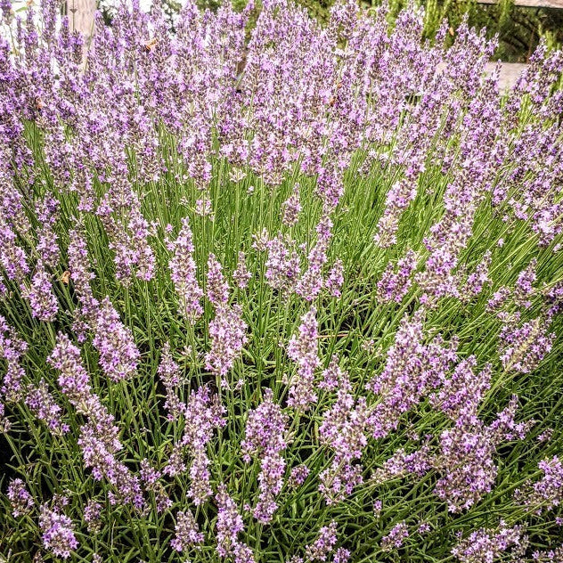 Lavanda intermedia ‘Sussex’ in fiore, lavanda perenne dai fiori viola-blu e profumo intenso per bordure soleggiate