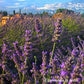 'Arabian Night' emana il classico profumo aromatico della lavanda. Questo profumo avvolgente è noto per le sue proprietà rilassanti e calmanti. Le sue foglie e i suoi fiori possono essere utilizzati per la produzione di oli essenziali, saponi, candele profumate e altri prodotti aromaterapici.
