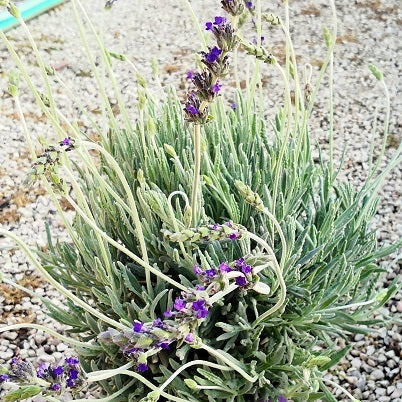 La Lavandula 'Goodwin Creek Grey' è una varietà di lavanda con foglie grigio-verdi vellutate e fiori blu-lavanda altamente profumati. Questa pianta è ampiamente coltivata per l'aspetto decorativo e il suo aroma rilassante. È ideale per giardini, bordure e la produzione di oli essenziali aromatici.