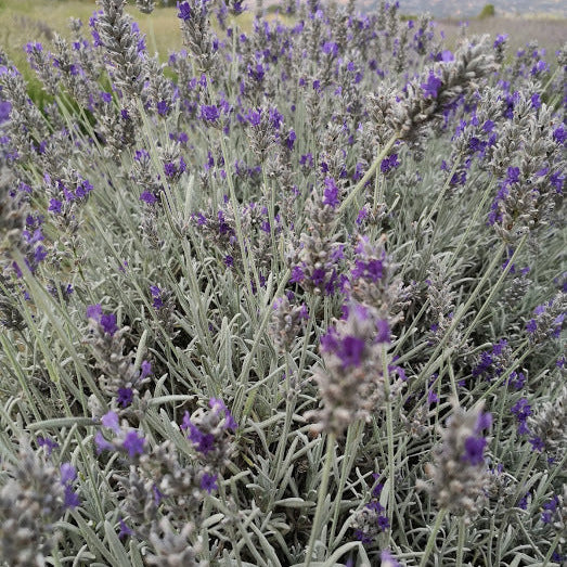 La Lavanda lanata 'Richard Grey' è una varietà di lavanda con foglie grigio-argento e fiori di colore blu-viola. Questa pianta emana il classico profumo aromatico della lavanda ed è apprezzata per la sua bellezza ornamentale e la sua resistenza. 'Richard Grey' è una scelta ideale per giardini, bordure e aiuole, contribuendo a creare un'atmosfera rilassante e profumata.
