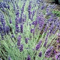 La Lavanda 'Sawyers' è una varietà di lavanda con foglie strette e lanceolate e fiori di colore viola. Questa pianta emana il caratteristico profumo aromatico della lavanda ed è ideale per giardini, bordure e aiuole grazie alla sua bellezza ornamentale. 'Sawyers' è conosciuta per la sua resistenza e il suo potere di attirare insetti benefici, come api e farfalle, contribuendo alla biodiversità del giardino.