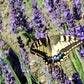 Lavanda intermedia Grosso, lavanda intermedia vendita, lavanda grosso', lavanda grosso' vendita online ,lavanda tipica dei campi della Provenza, lavanda grosso vendita on line, utilizzata per olio essenziale. Pianta perenne, con foglie persistenti grigie molto profumate. Piante di lavanda vendita online. Cespuglio molto compatto e ordinato di dimensioni medie. Altezza senza fiori circa 50 cm vendita piante online