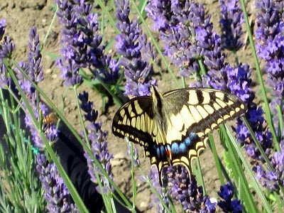 Lavanda intermedia Grosso, lavanda intermedia vendita, lavanda grosso', lavanda grosso' vendita online ,lavanda tipica dei campi della Provenza, lavanda grosso vendita on line, utilizzata per olio essenziale. Pianta perenne, con foglie persistenti grigie molto profumate. Piante di lavanda vendita online. Cespuglio molto compatto e ordinato di dimensioni medie. Altezza senza fiori circa 50 cm vendita piante online