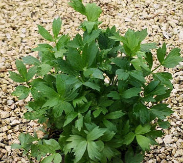 Levistico (Levisticum officinale), pianta aromatica perenne con foglie verdi profumate, simile al sedano, ideale per cucina e orto aromatico.