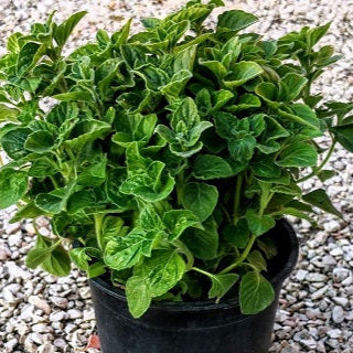 Mentuccia (Clinopodium nepeta) con foglie aromatiche e fiori lilla, ideale per cucina romana, bordure e infusi digestivi.
