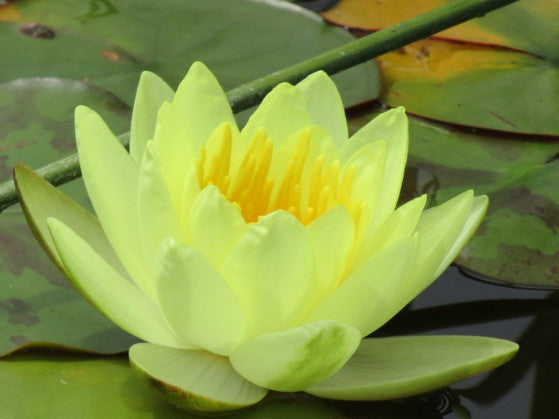 Ninfea gialla in fiore su foglie galleggianti, pianta acquatica per laghetti, venduta in rizoma, ideale per decorazioni da giardino.