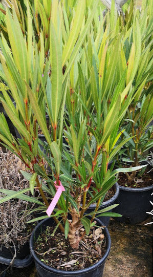 Oleandro, Nerium oleander, arbusto mediterraneo sempreverde con fiori colorati e profumati