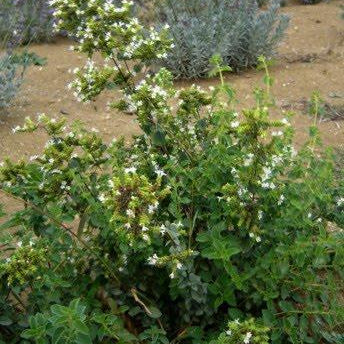 L'origano siciliano è una pianta perenne con foglie piccole e ovali dal colore verde scuro. Ha un aroma e un sapore robusti, con note speziate e agrumate. Durante la fioritura, produce piccoli fiori rosa o viola in pannocchie. Adatto a climi caldi, è utilizzato ampiamente in cucina mediterranea per condire piatti come pizze, insalate, carne e pesce. Con una crescita di 30-60 cm, è facile da coltivare e richiede poco mantenimento.