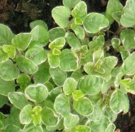 Origano Variegato (Origanum vulgare ‘Variegata’), pianta aromatica perenne con foglie bicolore e fiori rosa, coltivata al Lavandeto di Assisi