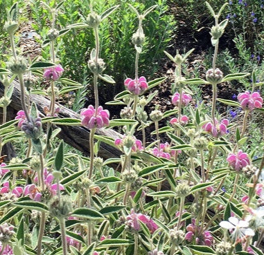 Phlomis purpurea con fiori viola, pianta ornamentale ideale per giardini e bordure. Acquista online con spedizione veloce.