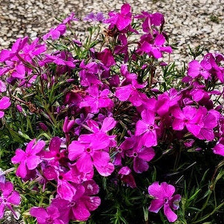 Vendita Phlox subulata in vaso 14 cm, è una pianta versatile e resistente, apprezzata per la sua fioritura fuxia primaverile abbondante e il suo aspetto tappezzante. La varietà di colori disponibili lo rende una scelta popolare per colorare giardini e spazi esterni.