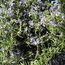 Rosmarino Tappezzante ‘Santa Marinella’ (Rosmarinus officinalis), pianta aromatica perenne strisciante con foglie profumate e fiori azzurri, coltivata al Lavandeto di Assisi