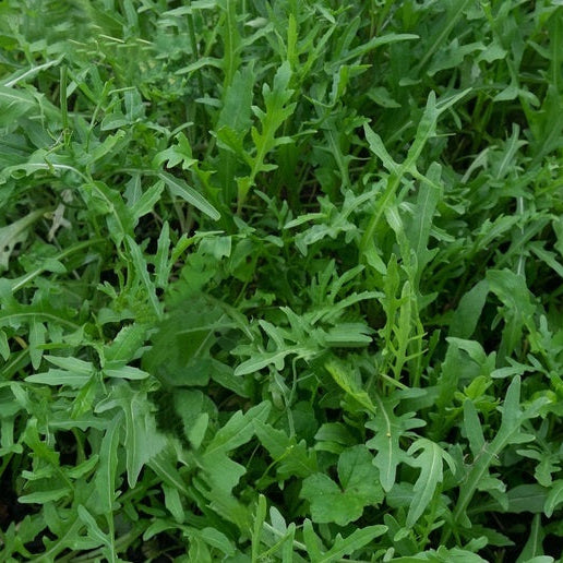 Rucola (Eruca vesicaria), pianta da taglio a foglia verde dal sapore piccante, coltivata naturalmente al Lavandeto di Assisi
