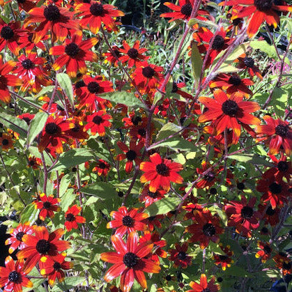 Rudbeckia "Triloba Prairie Glow" è una pianta perenne che raggiunge un'altezza di circa 60-90 cm, con fiori simili a margherite dai vivaci petali arancioni o rossi e un centro scuro. La fioritura avviene in estate e attrae impollinatori come le api. Questa varietà cresce meglio in pieno sole e in terreni ben drenati, ed è una scelta popolare per giardini perenni e bordure grazie al suo aspetto affascinante e alla facilità di coltivazione.
