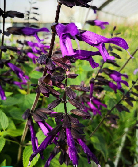 La Salvia 'Amistad' è una pianta perenne apprezzata per i suoi fiori tubolari di colore viola intenso. Con un nome che significa "amicizia" in spagnolo, questa varietà di salvia è spesso coltivata per il suo aspetto accattivante. Di solito cresce bene in terreni ben drenati, richiede esposizione al sole e attira farfalle e api. La sua altezza può variare, ma in genere è una pianta di dimensioni moderate, adatta sia per giardini che per vasi.