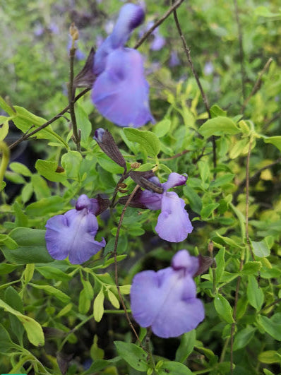 Salvia 'Cavaliero Celeste' Vaso 14.  Salvia greggii / microphylla dall'Europa continentale. Questa pianta crea un cespuglio piccolo e compatto con bellissimi fiori lilla / blu. E' resistente anche al gelo, vive bene i piena sole o a mezz' ombra, adatta anche al vaso, come tutte le salvie da mictophylla.Altezza max 40/50