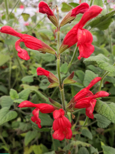 Salvia darcyi vaso 14.  è una pianta perenne, fogliame grigio-verde molto profumato,pianta rustica e vigorosa, esposizione Sole o mezz'ombra il fiore è rosso-corallo appartiene alla famiglia delle Lamiaceae il suo periodo di fioritura è giugno - novembre raggiunge un'altezza massima di 80/90cm.