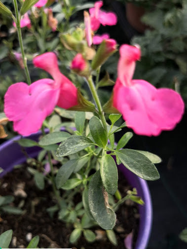 Salvia "Greggii Pink", Salvia "Greggii Pink" vendita online, vendita piante online, vendita Salvia "Greggii Pink", vendita salvie da fiore online, vendita salvie greggi, vendita salvie microphylla