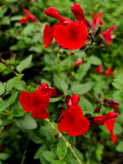 Vendita Salvia greggii 'Royal Bumble' in vaso 14 cm, è una varietà di salvia compatta e arbustiva con foglie verde scuro. I suoi fiori tubolari sono intensamente rossi, aggiungendo un tocco vibrante al giardino. Questa pianta fiorisce principalmente in primavera e autunno, attirando colibrì e farfalle. Resistente e di facile coltivazione, è adatta per bordure, aiuole e giardini rocciosi.