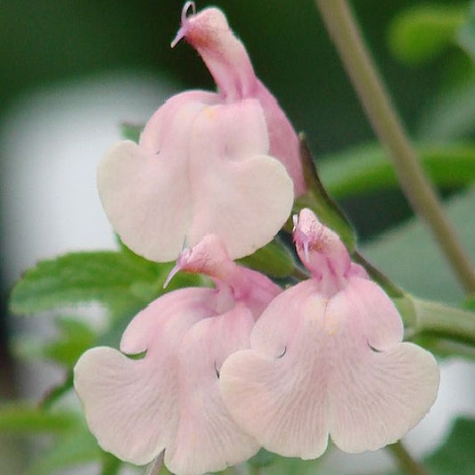 La Salvia greggii 'Stormy Pink' è una varietà di salvia caratterizzata da foglie verdi scure e fiori tubolari in tonalità di rosa intenso o lavanda. Questa pianta arbustiva, compatta e attraente, fiorisce in primavera e autunno, offrendo un aspetto ornamentale ai giardini. Resiliente e facile da coltivare, è adatta per bordure, aiuole e giardini rocciosi, attrattiva per colibrì e farfalle.