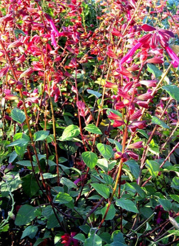 Salvia ‘Hemer’, pianta ornamentale rifiorente e compatta con fiori rosa acceso