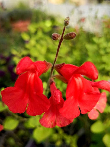 La Salvia hybrida 'Silke's Dream' è una varietà di salvia apprezzata per la sua bellezza ornamentale. Caratterizzata da foglie verde scuro, questa pianta forma spighe di fiori tubolari con tonalità di rosa o viola, creando un contrasto accattivante. Di crescita compatta, 'Silke's Dream' è adatta per aiuole e bordure, e fiorisce in modo prolungato durante la stagione. La sua resistenza e la capacità di attirare colibrì la rendono una scelta popolare nei giardini.